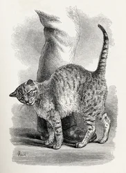 Katze in liebevoller Stimmung, aus Charles Darwins 